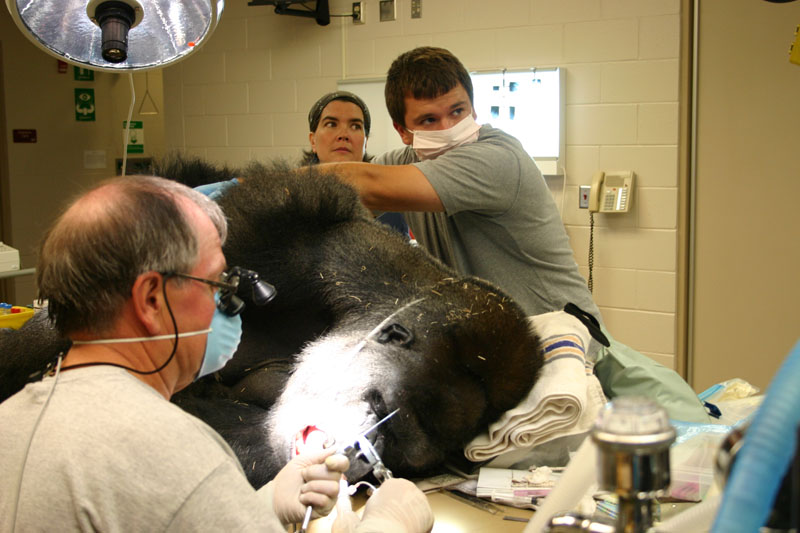 Dr. John Scheels - Exotic Animal Dentistry